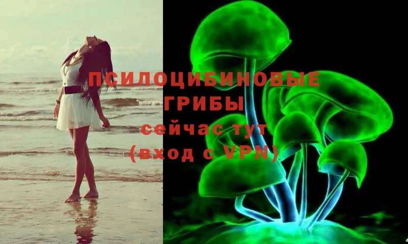 Галлюциногенные грибы Psilocybe  Новоульяновск 